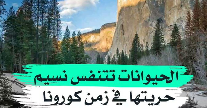 الحيوانات تتنفس نسيم حريتها في زمن "كورونا"