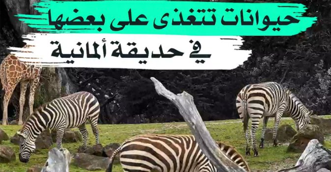 حيوانات تتغذى على بعضها في حديقة ألمانية