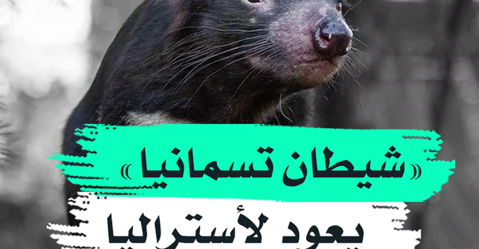 "شيطان تسمانيا" يعود لأستراليا