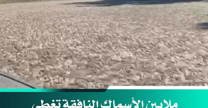 ملايين الأسماك النافقة تغطي مياه نهر دارلينج في أستراليا