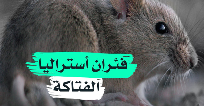 فئران أستراليا الفتاكة