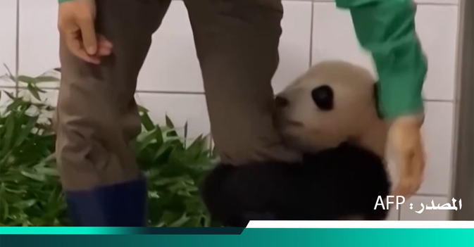 باندا رضيعة تتعلق بقدم حارس حديقة الحيوان بعد قياس وزنها