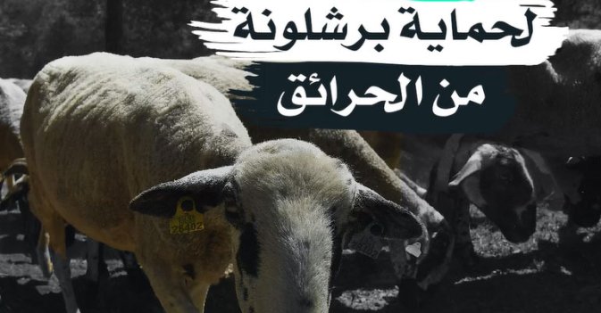  الماشية لحماية برشلونة من الحرائق