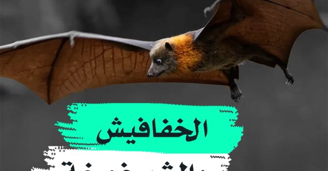 الخفافيش والشيخوخة