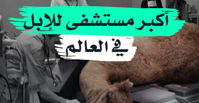 أكبر مستشفى للإبل في العالم