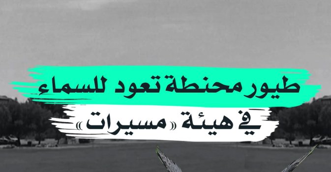 طيور محنطة تعود للسماء في هيئة «مسيرات»