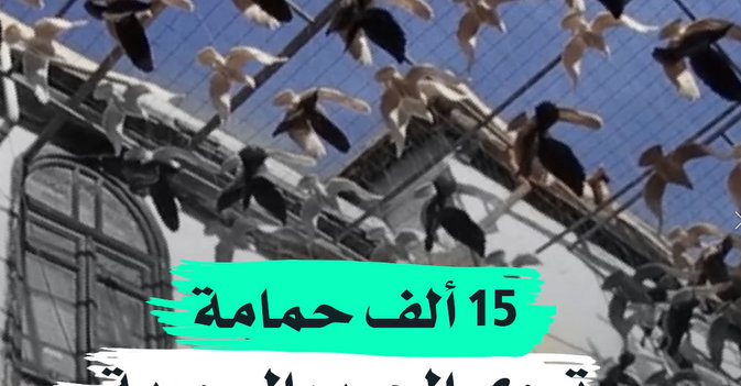 15 ألف حمامة تروي الحرب السورية