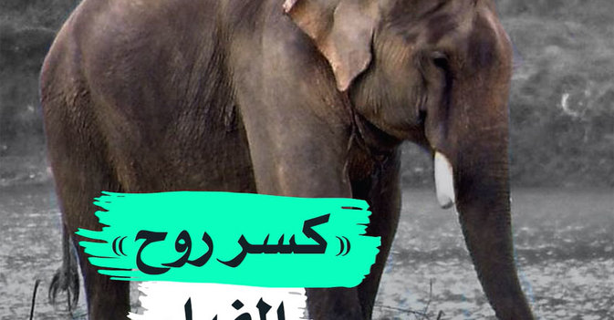 "كسر روح" الفيل