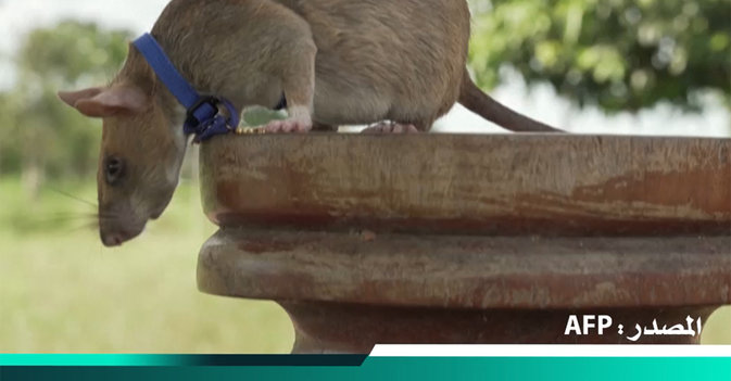 نفوق "الفأر البطل" كاشف المتفجرات في كمبوديا