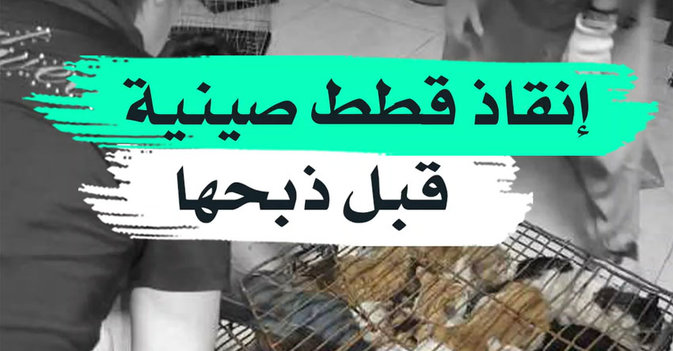 إنقاذ قطط صينية قبل ذبحها