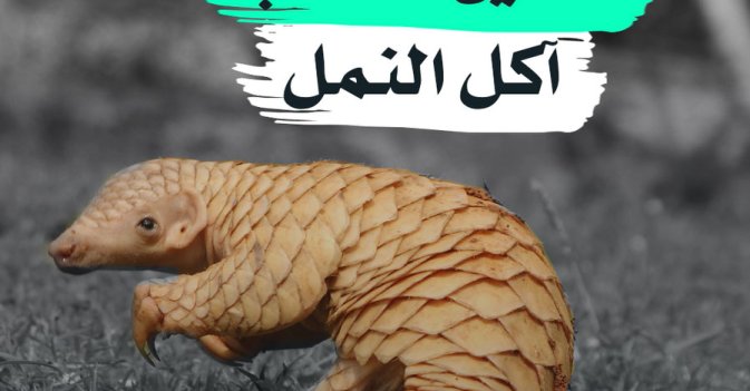 الصين تشطب أكل النمل