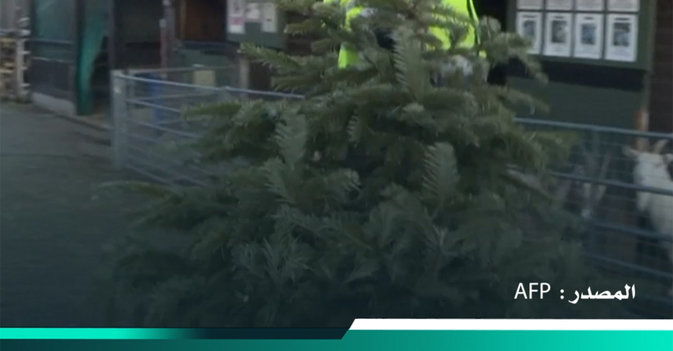 الماعز يحل مشكلة "أشجار الميلاد" في بريطانيا