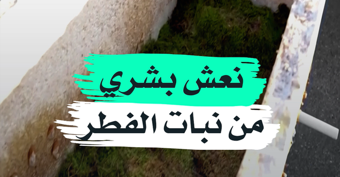 نعش بشري من نبات الفطر