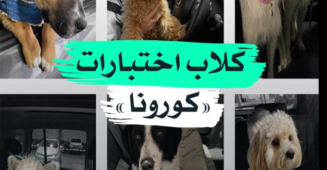 كلاب اختبارات "كورونا"