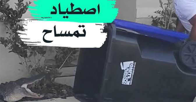 اصطياد تمساح