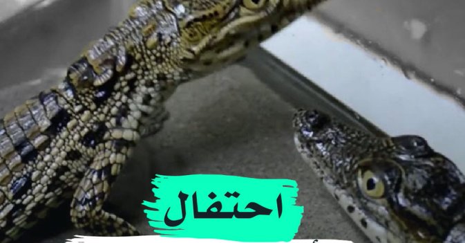 احتفال بأفراخ التماسيح