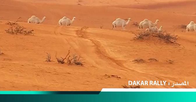 متسابق يجتاز قطيعا من الإبل في رالي داكار السعودية