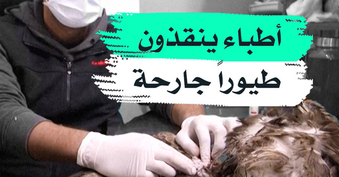 أطباء ينقذون طيورا جارحة