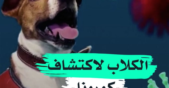 الكلاب لاكتشاف "كورونا"