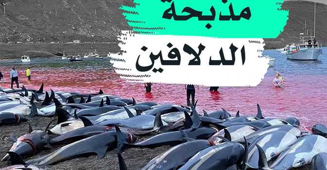 مذبحة الدلافين
