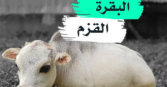 البقرة القزم