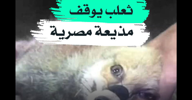 ثعلب يوقف مذيعة مصرية