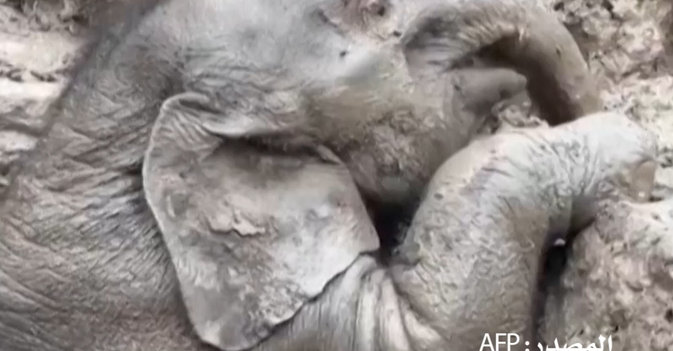 إنقاذ فيل صغير في مهمة دراماتيكية بتايلاند