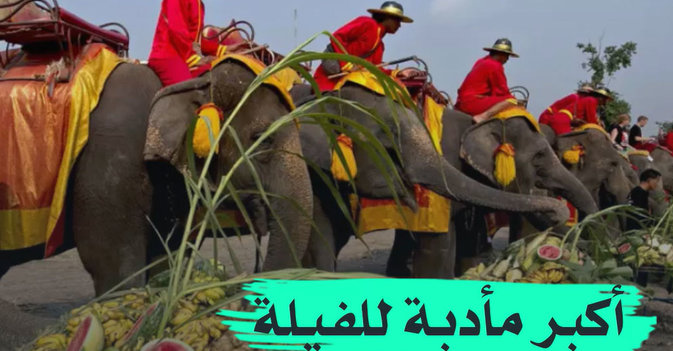 أكبر مأدبة للفيلة في تايلند