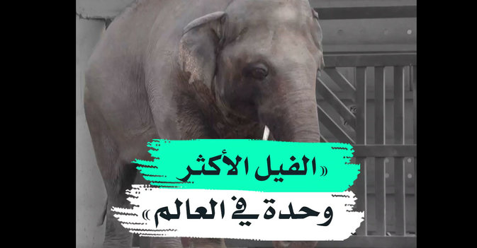 الفيل الاكثر وحدة في العالم