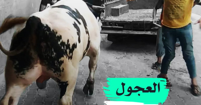 العجول الهاربة