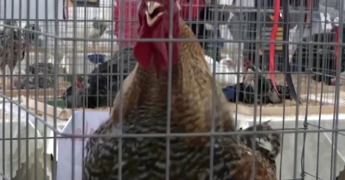 أول مسابقة جمال للدجاج في ليبيا