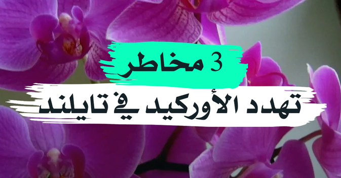 3 مخاطر تهدد الأوركيد في تايلند