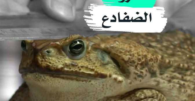 غزو الضفادع