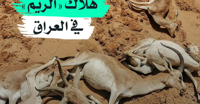 هلاك «الريم» في العراق
