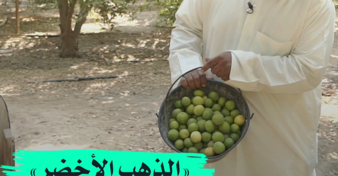«الذهب الأخضر» شرق السعودية 