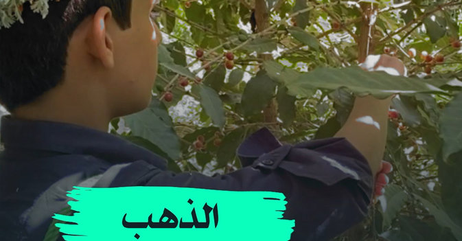 الذهب الأخضر