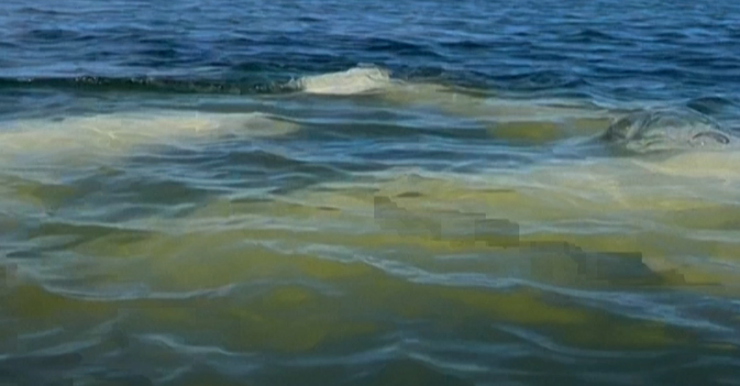 خليج هدسون الكندي ملاذ حيتان البيلوغا الصيفي