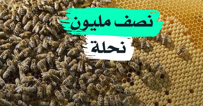 نصف مليون نحلة