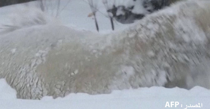 الدب القطبي هادسون يستمتع بالشتاء