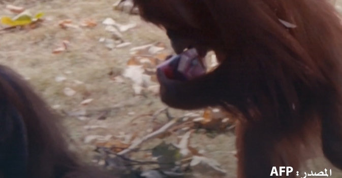 مثلجات وفواكه مجمدة للحيوانات للتخفيف من الحرارة