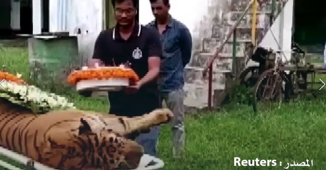 الهند تودع أحد أكبر نمورها عن عمر ناهز الـ25 عاماً