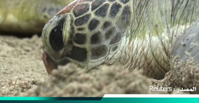 إندونيسيا تطلق 33 سلحفاة في البحر بعد انقاذها من أياد بشرية