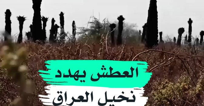 العطش يهدد نخيل العراق