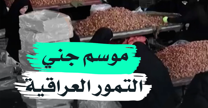 موسم جني التمور العراقية