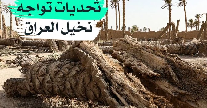 تحديات تواجه نخيل العراق