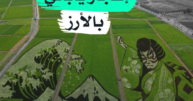 إعجاز ياباني بالأرز