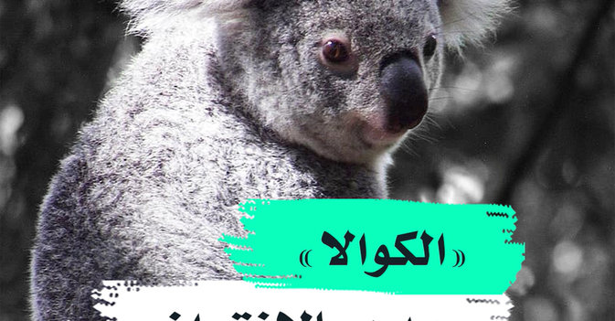 "الكوالا" مهدد بالانقراض