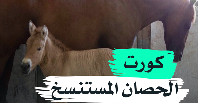 كورت الحصان المستنسخ