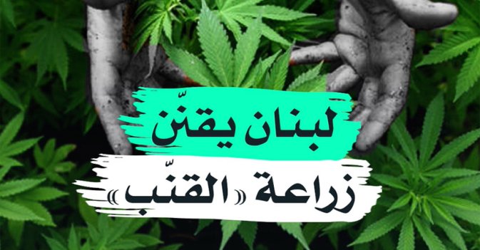 لبنان يقنن زراعة "القنب"