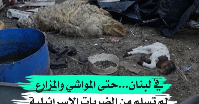 في لبنان -حتى المواشي والمزارع لم تسلم من الضربات الإسرائيلية
